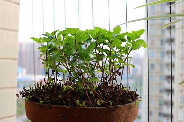 水培薄荷叶子发黄枯萎怎么办,小薄荷叶子发黄怎么办