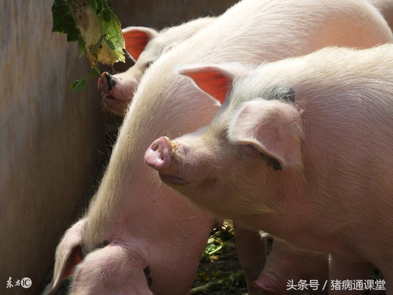 猪发生霉菌毒素中毒,猪霉菌毒素中毒用什么药给猪解毒