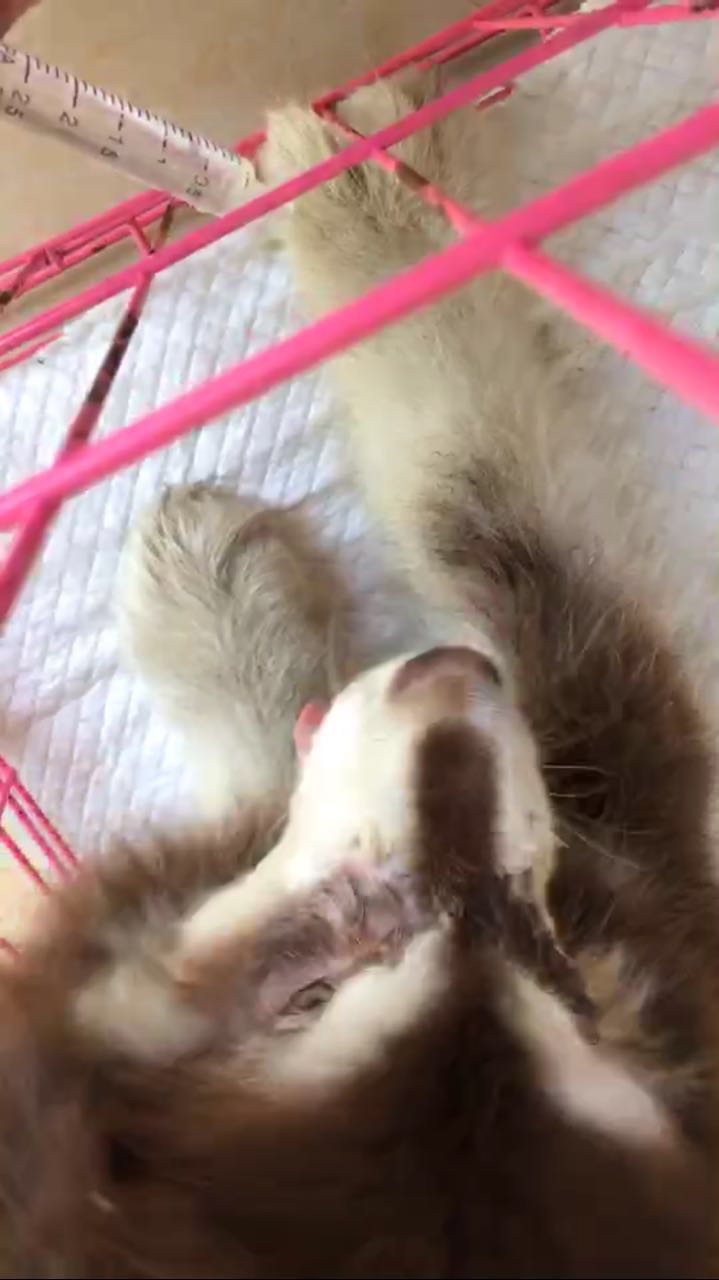 给狗治病花了160万,狗治疗犬瘟