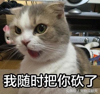 猫咪肠胃炎症状和治疗,猫咪肠胃炎医院会给输什么药水