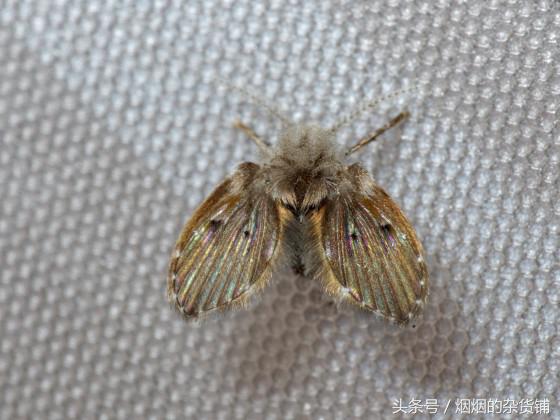 十种很常见但是不为人知的昆虫,盘点你没见过的昆虫