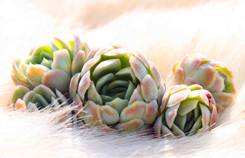 多肉植物需要怎么处理,多肉植物有枯叶怎么办