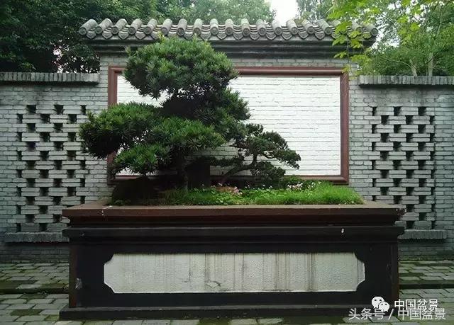 盆景的意境之美,优雅的盆景