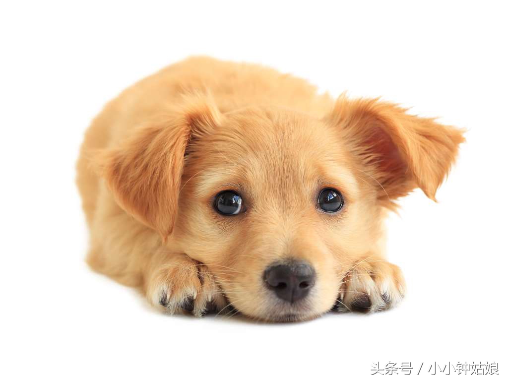 狗狗生病细小怎么治,狗狗生病拉血怎么办