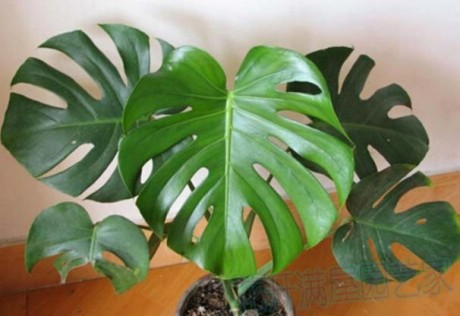 天然氧吧清道夫，抗癌，我有个大胆的想法