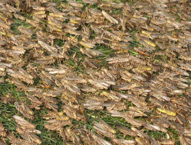 蝗虫养殖一亩产多少斤,蝗虫养殖怎么找销路