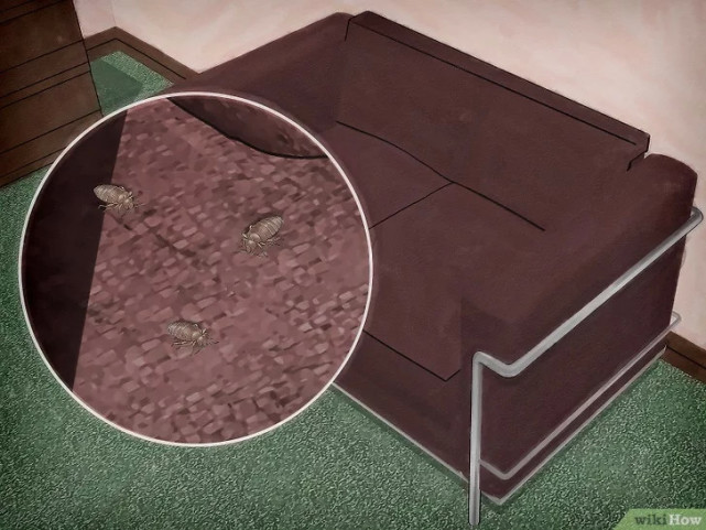 如何清除床虱,广东床虱怎么清除