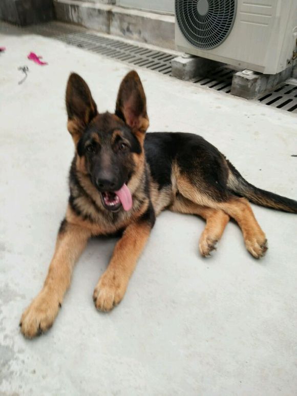 一只德牧从出生到长大的变化,平背短毛德牧幼犬1-12个月变化图