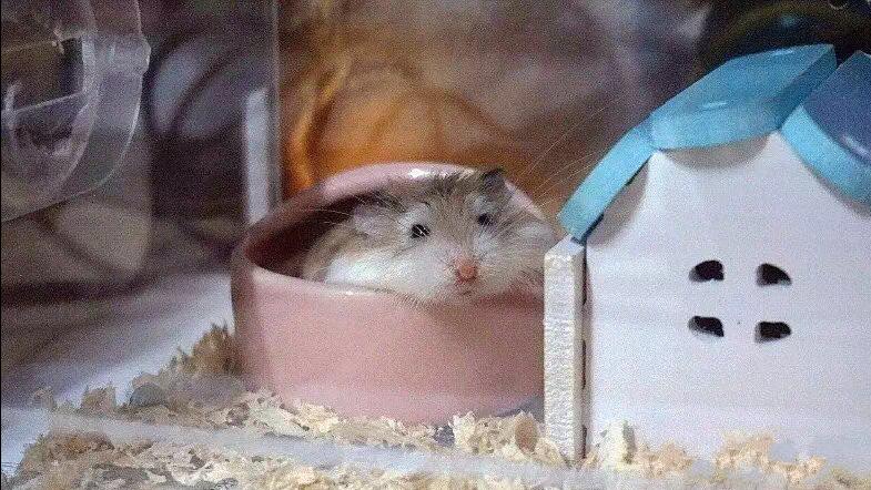 仓鼠宠物沟通,仓鼠宠物怎么上手训练