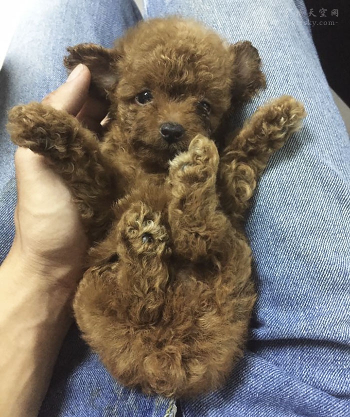 用旧衣服给幼狗做衣服教程,用旧衣服帮狗做狗窝