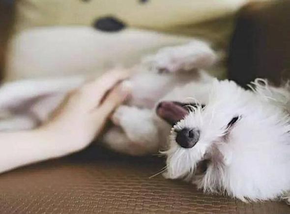 能让狗狗开心的话,让狗狗开心的几句话有哪些