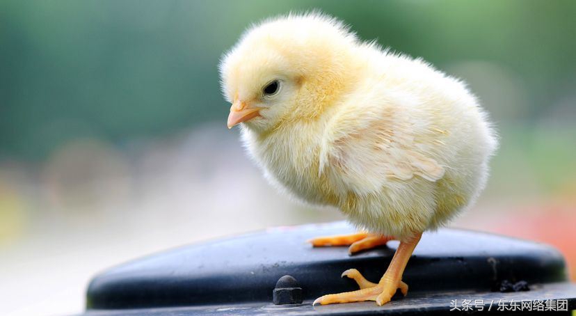 东东养鸡｜鸡拉血便如何治疗？