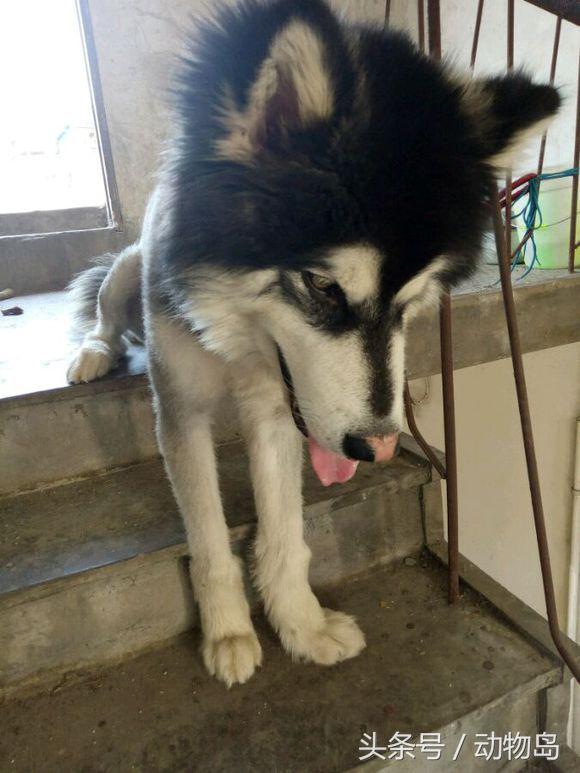 阿拉斯加被锁在楼道里不能出去，剪完毛之后的样子让人哭笑不得
