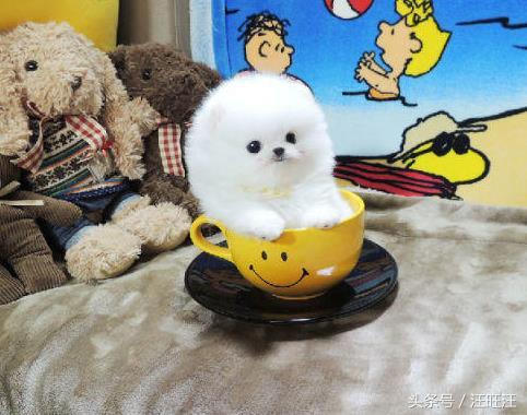 狗细小病毒好了用什么消毒,细小病毒是每只小狗必须经历的吗