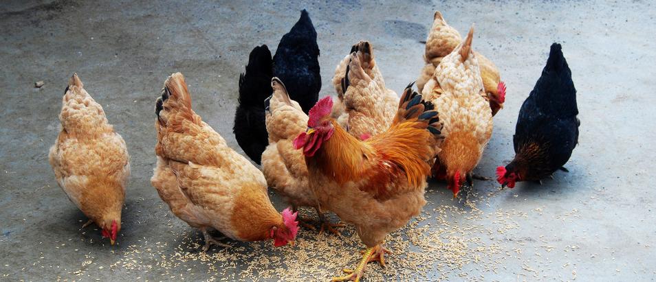 育雏鸡受凉怎么处理,鸡群受凉喂什么药