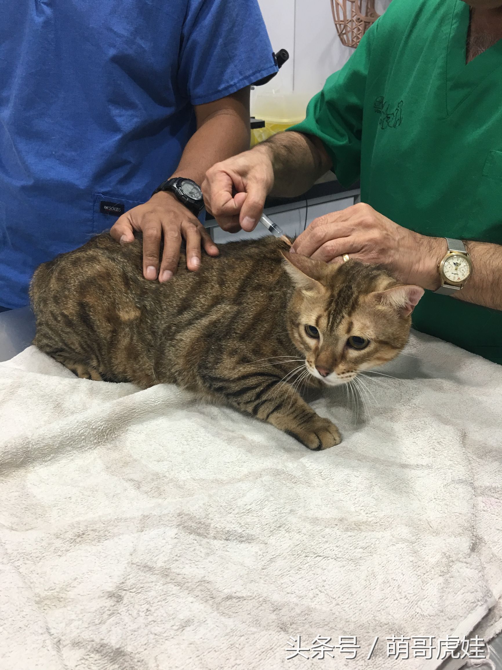 主人带大型犬狗去打针,给家里十几只猫打疫苗