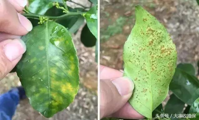 柑橘脂点黄斑病防治技巧,柑橘顽固性脂点黄斑病怎样根除