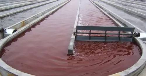 含有虾青素的狗粮幼犬,适合贵宾补钙的狗粮