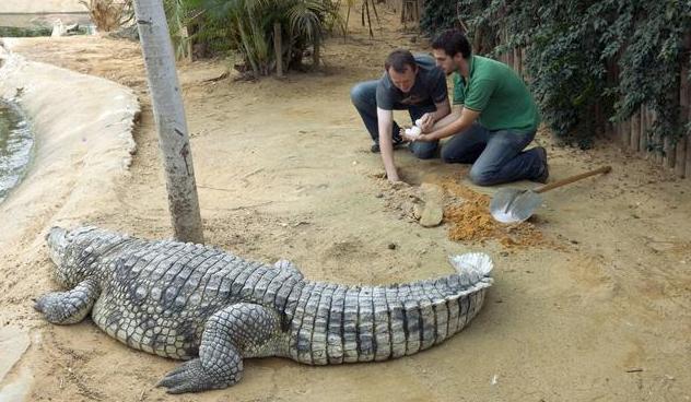 科学家发现恐龙蛋化石,科学家们发现了恐龙的证据