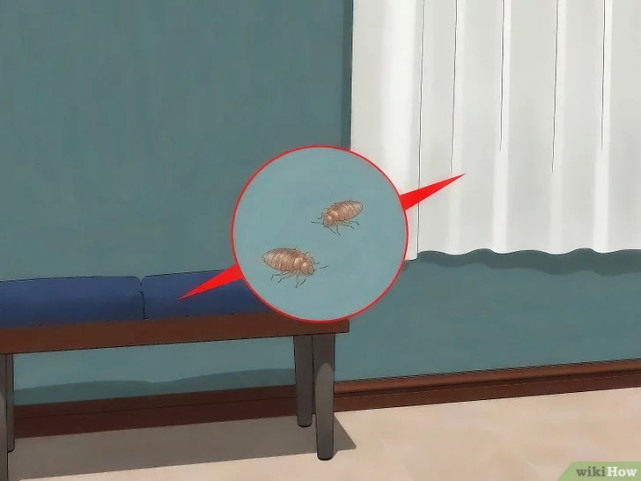 如何清除床虱,广东床虱怎么清除