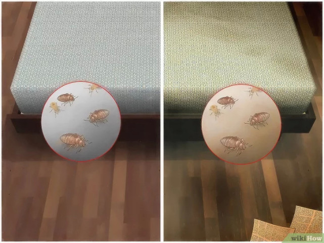 如何清除床虱,广东床虱怎么清除