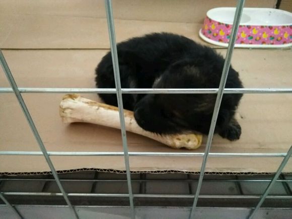 一只德牧从出生到长大的变化,平背短毛德牧幼犬1-12个月变化图