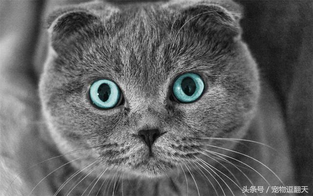 猫咪肠胃炎症状和治疗,猫咪肠胃炎医院会给输什么药水