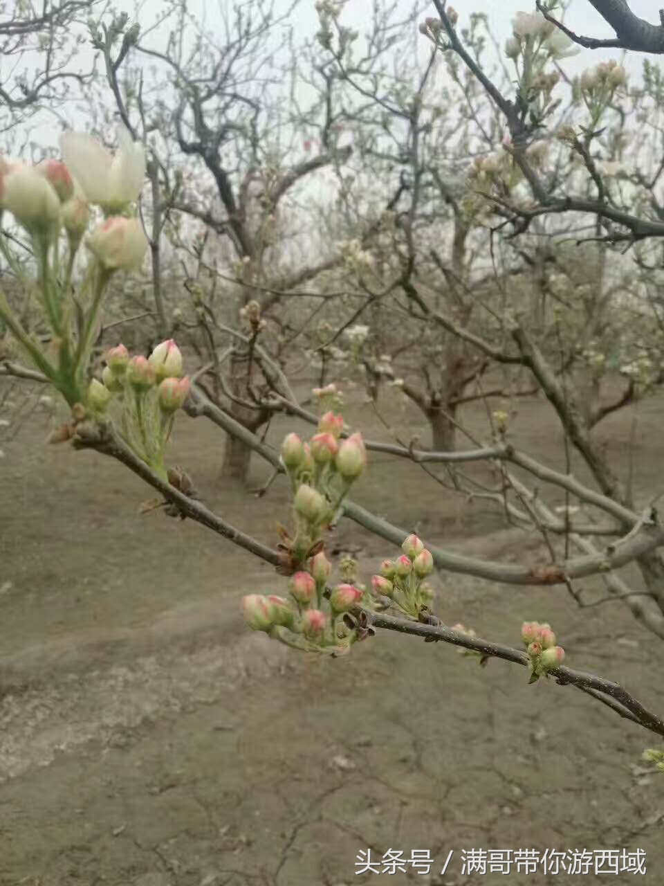库尔勒香梨熟了！古尔邦节假期去库尔勒采香梨吧！只要4元每公斤