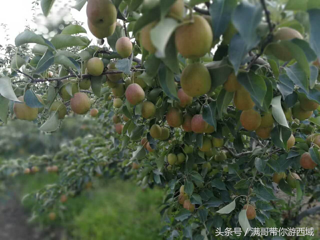 库尔勒香梨熟了！古尔邦节假期去库尔勒采香梨吧！只要4元每公斤