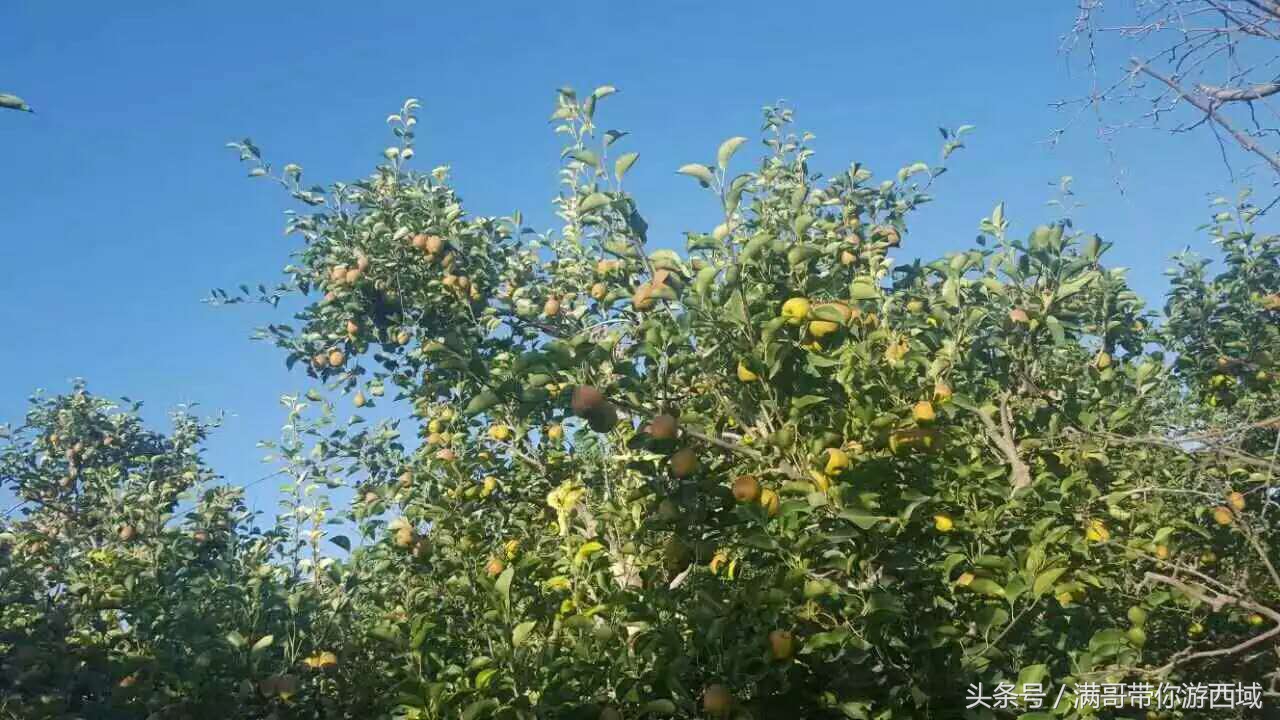 库尔勒香梨熟了！古尔邦节假期去库尔勒采香梨吧！只要4元每公斤