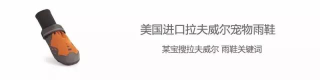 家有毛孩子｜老司机说不买齐这些甭养狗