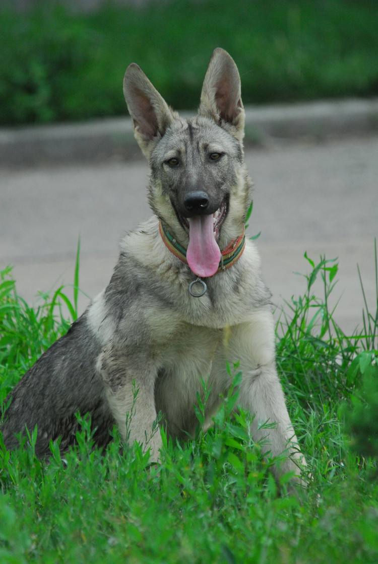 德牧马犬黑背狼青图片,狼青犬和德牧的区别图片