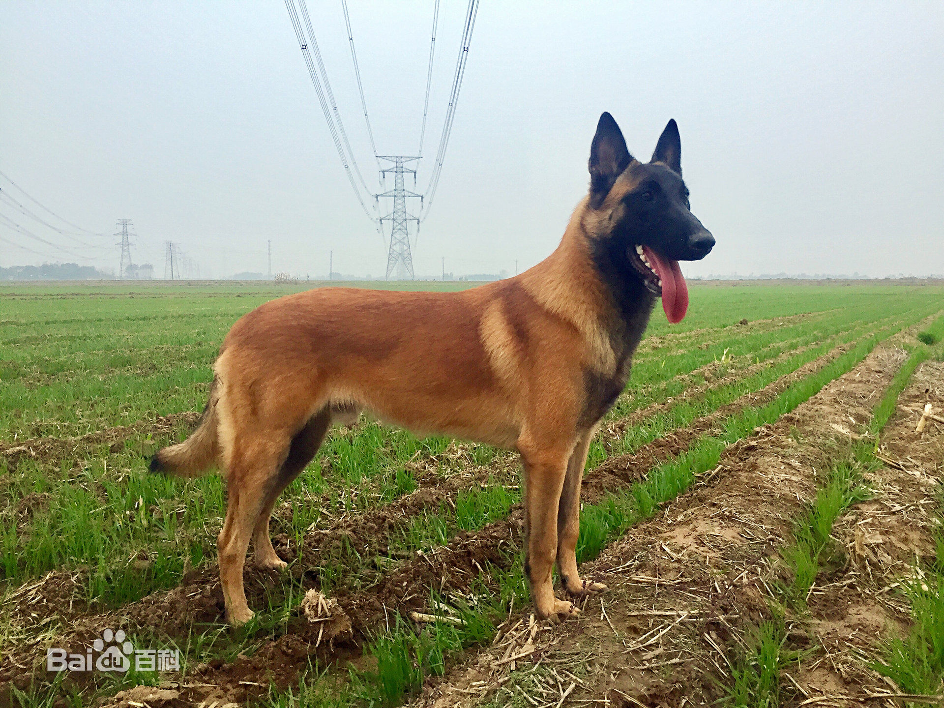 德牧马犬黑背狼青图片,狼青犬和德牧的区别图片