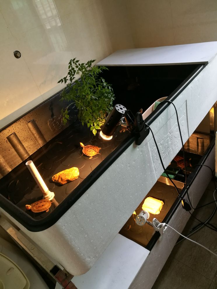 龟市是炒作还是商机好,龟市行情谁操控的