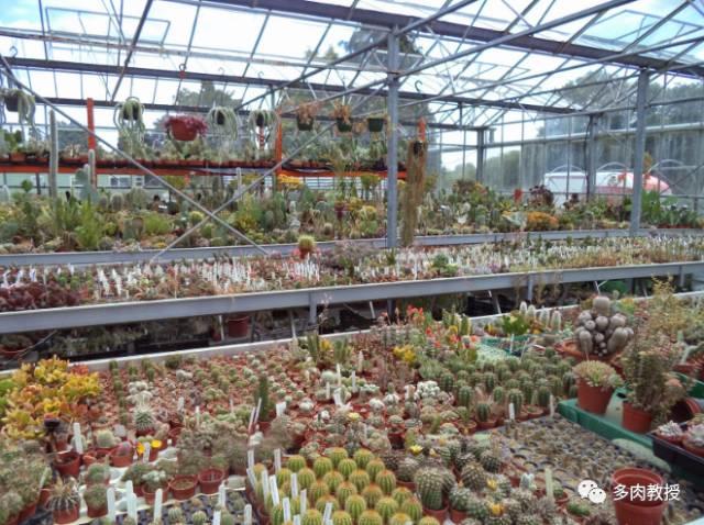 国外的多肉竟然是这个样子的,北京多肉大棚哪个大些好看