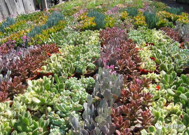 国外的多肉竟然是这个样子的,北京多肉大棚哪个大些好看