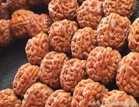 小金刚菩提清理到什么程度,小金刚菩提下水怎么清理