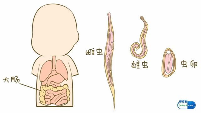 肠虫清药效果,肠虫清是治什么病的