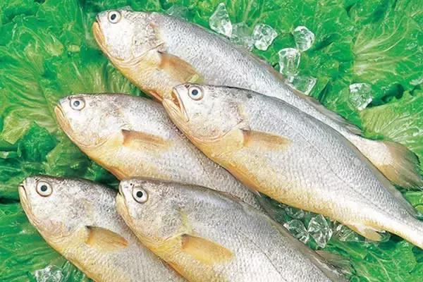 又到吃海蛎子的季节,又到了吃海鲜的季节生蚝