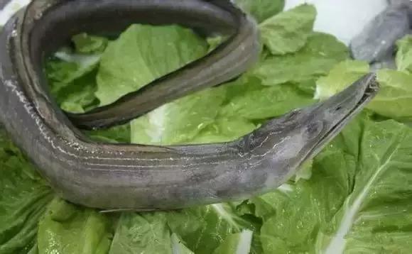 又到吃海蛎子的季节,又到了吃海鲜的季节生蚝