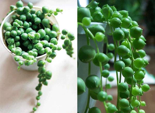 佛珠吊兰怎么养才能爆盆,佛珠吊兰用什么盆养比较好