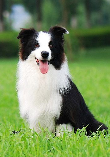 狗狗健康饮食,狗狗健康养狗常识宠物保健