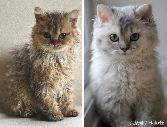 猫咪毛有一点是很卷的,猫咪毛卷怎么回事