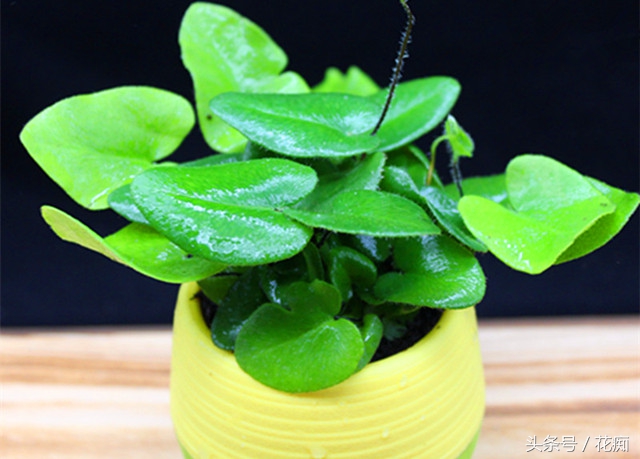 有几种蕨不让种,好养的蕨类绿植有哪些种类