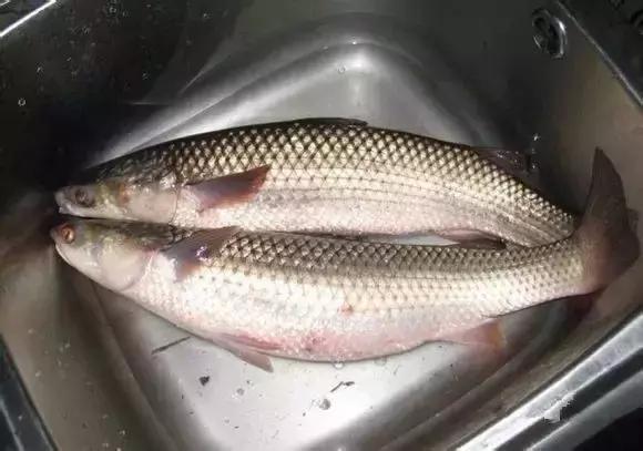 又到吃海蛎子的季节,又到了吃海鲜的季节生蚝