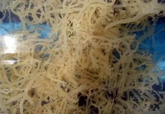 又到吃海蛎子的季节,又到了吃海鲜的季节生蚝