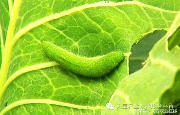 生物杀虫剂十大品牌,十大灭跳蚤最快的杀虫剂