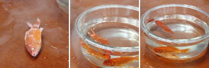 中国首例人体冷冻实施机构,世界首例人体冷冻如今复活了吗