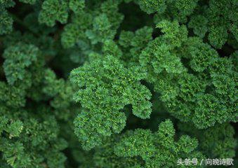 纯净的心灵胜过世间一切的美,纯净柔和的美