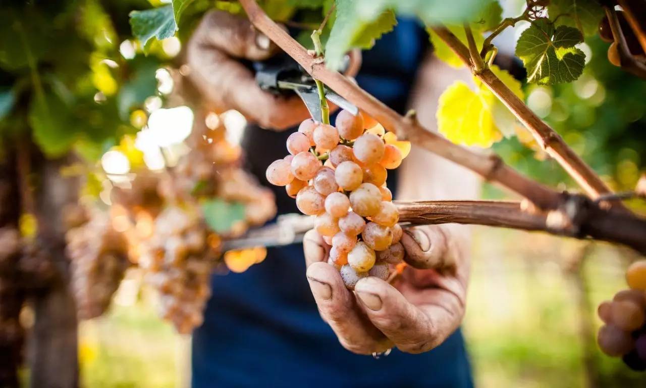 十年一盏琼瑶浆，了送浮生